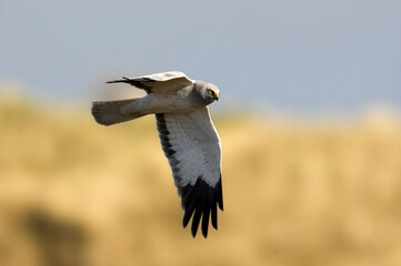 Blauwe Kiekendief, Hen Harrier, Circus cyaneus