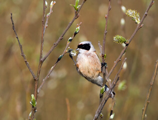 Buidelmees, Penduline Tit, Remiz pendulinus