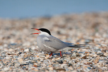 Visdief; Common Tern; Sterna hirundo