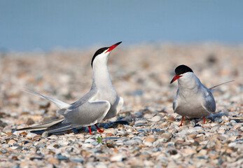 Visdief; Common Tern; Sterna hirundo
