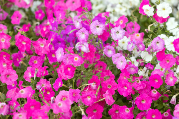 Obraz premium Beautiful petunia flowers. Colorful beauty of nature