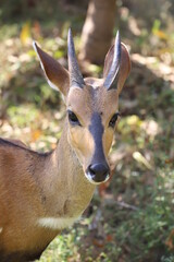antelope in the forest