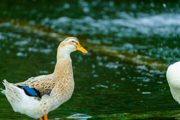 duck on the water