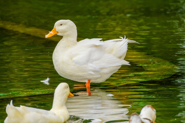 duck on the water