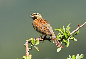 Cirlgors, Cirl Bunting, Emberiza cirlus