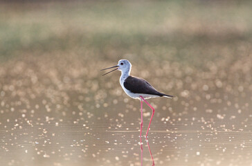 Steltkluut, Black-winged Stilt, Himantopus himantopus