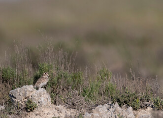 Duponts Leeuwerik, Dupont's Lark, Chersophilus duponti duponti