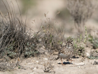 Duponts Leeuwerik, Dupont's Lark, Chersophilus duponti duponti