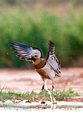 Witbuikzandhoen, Pin-tailed Sandgrouse, Pterocles alchata