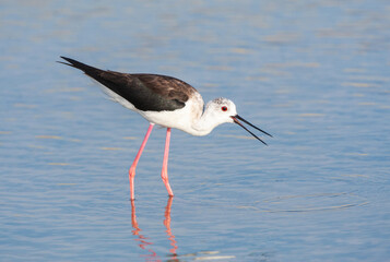 Black-winged Stilt, Himantopus himantopus