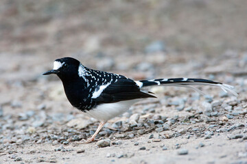 Gevlekte Vorkstaart, Spotted Forktail, Enicurus maculatus