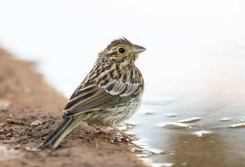 Cirlgors, Cirl Bunting, Emberiza cirlus