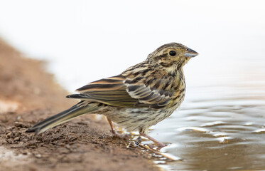 Cirlgors, Cirl Bunting, Emberiza cirlus