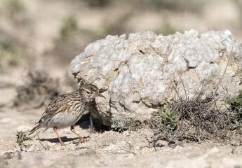 Duponts Leeuwerik, Dupont's Lark, Chersophilus duponti duponti