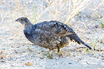 Sooty Grouse, Dendragapus fuliginosus