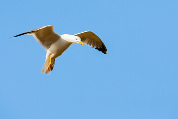 Yellow-legged Gull, Larus michahellis michahellis