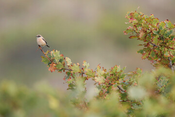 Siberian Stonechat, Saxicola maurus