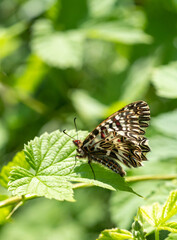 Southern Festoon, Zerynthia polyxena