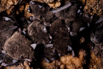 Tightly packed small bats sleep on the roof of Cueva de Villa Luz in Tabasco, Mexico.; Tabasco State, Mexico.