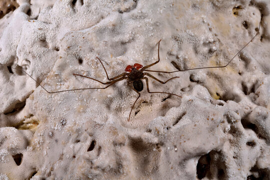 A whip scorpion found on a wall coated in sulphur deposit inside Cueva de Villa Luz.; Tabasco State, Mexico.