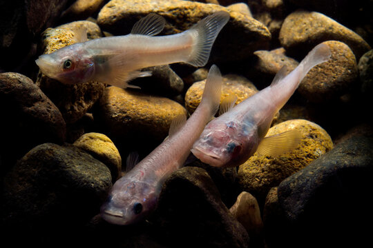 Cave fish swim in low waters in Cueva de Villa Luz in Tabasco, Mexico.; Tabasco State, Mexico.