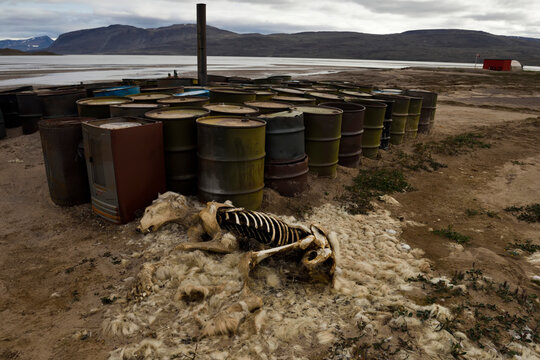The remains of a polar bear and an Arctic fox at a remote landing strip in northeast Greenland.; Greenland.