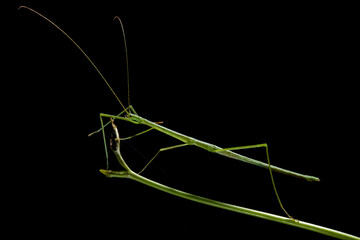 A green stick insect, Acacus sapuani, imitating the stick it is standing on.; Gunung Mulu National Park, Sarawak, Borneo, Malaysia.
