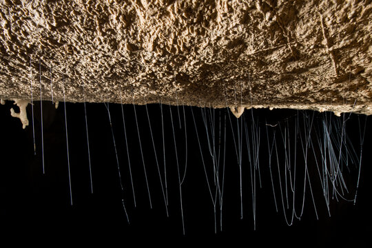 Silkworms have spun delicate hair like threads that drape down from the ceiling of Langs Cave.; Gunung Mulu National Park, Sarawak, Borneo, Malaysia.