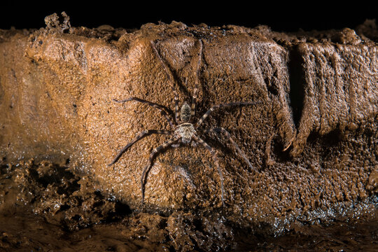 A Huntsman spider, Heteropoda maxima, inside Whiterock Cave.; Gunung Mulu National Park, Sarawak, Borneo, Malaysia.