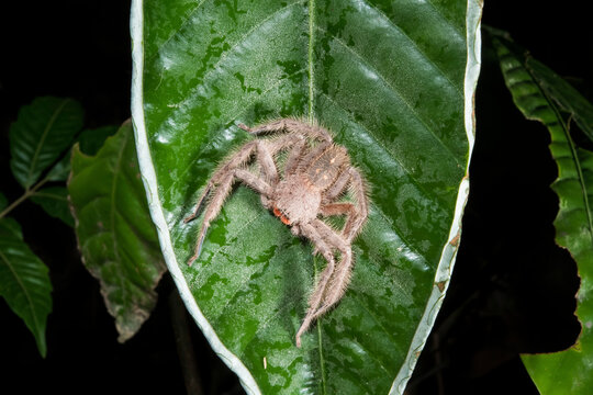 A hairy huntsman spider, Thelcticopis orichalcea, resting in the middle of a leaf.; Gunung Mulu National Park, Sarawak, Borneo, Malaysia.