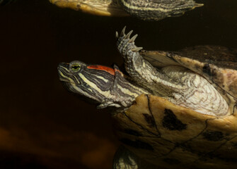 Red-eared terrapin (Trachemys scripta elegans) is a subspecies of the pond slider, a semiaquatic...