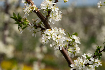 Plum blossom in April. White flowers of fruit tree. Bees and other insects pollinate flowers.