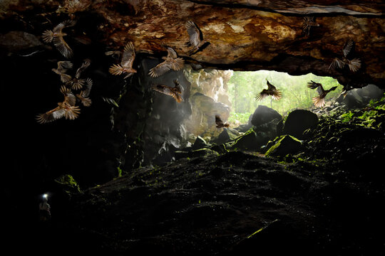 Birds nest in underground caves.; Gran Sabana, Venezuela.
