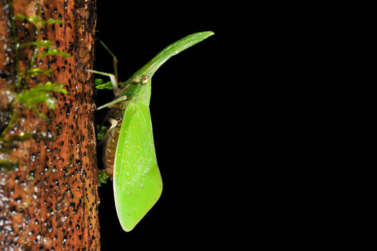 A lantern bug in Gunung Mulu National Park.; Gunung Mulu National Park, Sarawak, Borneo, Malaysia.