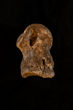 Giant Deer Bone, 'Megaloceros', with Neanderthal engraving, Harz Mountains, Germany