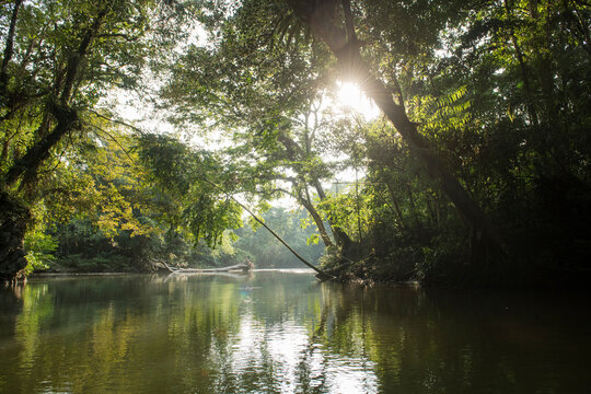 Warm sunlight over the rainforest and reflected in a river in Gunung Mulu National Park; Sarawak, Borneo, Malaysia