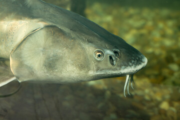 Russian sturgeon (Acipenser gueldenstaedtii), is a species of fish in the family Acipenseridae. Head of a waterfowl animal.