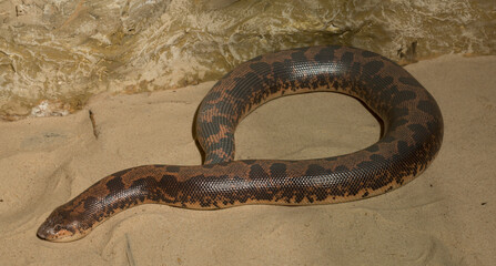 Eryx colubrinus, the Egyptian or Kenyan sand boa is a species of snake in the family Boidae.