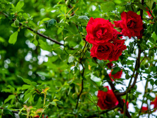 Edelrose am Rosenstock