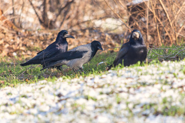 Large black crows walk in the park on a frosty sunny day. Birds. Close up.