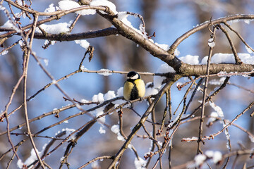 A small bright tit sits in a park on a tree branch on a frosty sunny day. Birds. Close up.