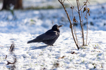 Large black crows walk in the park on a frosty sunny day. Birds. Close up.