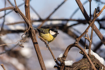 A small bright tit sits in a park on a tree branch on a frosty sunny day. Birds. Close up.