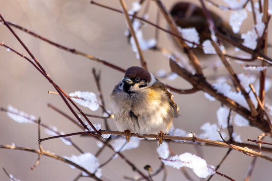 Ruffled little fluffy sparrows sit on the branches of a tree on a frosty sunny day. Birds. Close up.