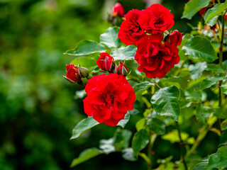 Edelrose am Rosenstock