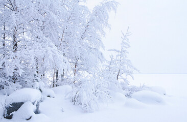 Snow covered trees and rocks. Winter landscape on the lake shore.