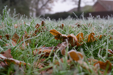 Frosty brown leaves in an icy green lawn