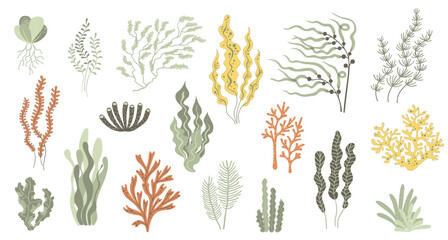 Coral reef or seaweeds vector underwater plants