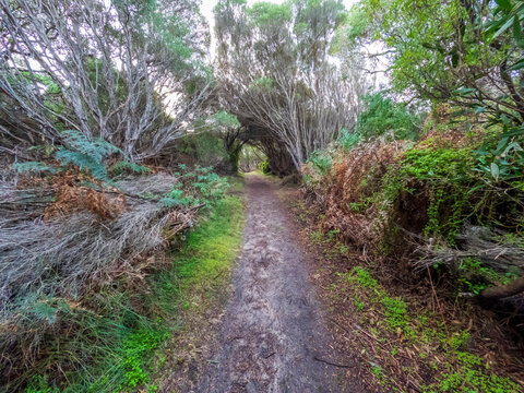 Photograph of a remote tree lined walking track on King Island in Tasmania