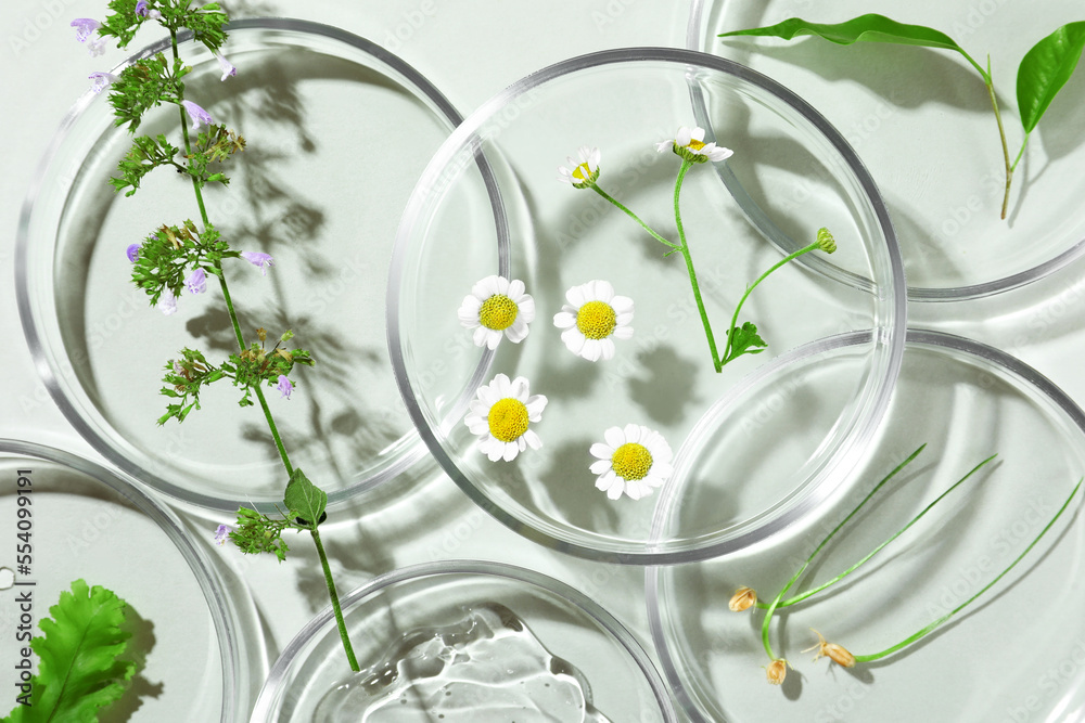 Wall mural Flat lay composition with Petri dishes and plants on light grey background